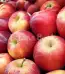 produk istana buah semarang - Buah Apel Queen