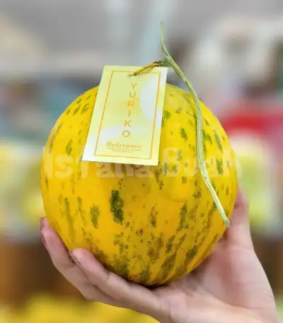 produk istana buah semarang - Buah Melon Yuriko