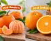 perbedaan jeruk mandarin dan jeruk sunkist