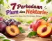7 Perbedaan Plum dan Nektarin
